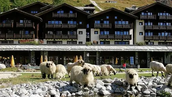 Sheep grazing on the lawn in front of the Riffelalp Resort.
