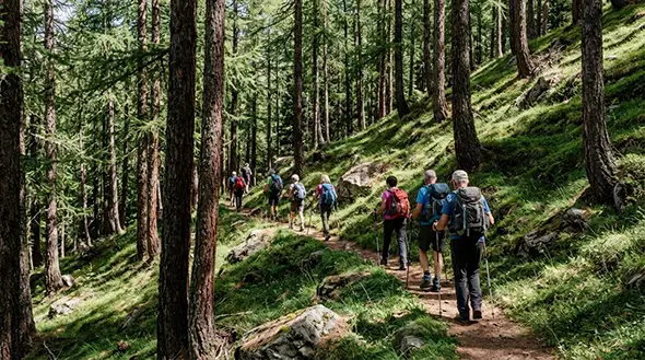 Group of tourists hiking on a forest trail.